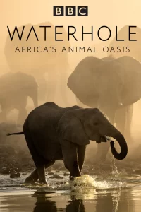 BBC. Водопой: Африканский Оазис для Животных
